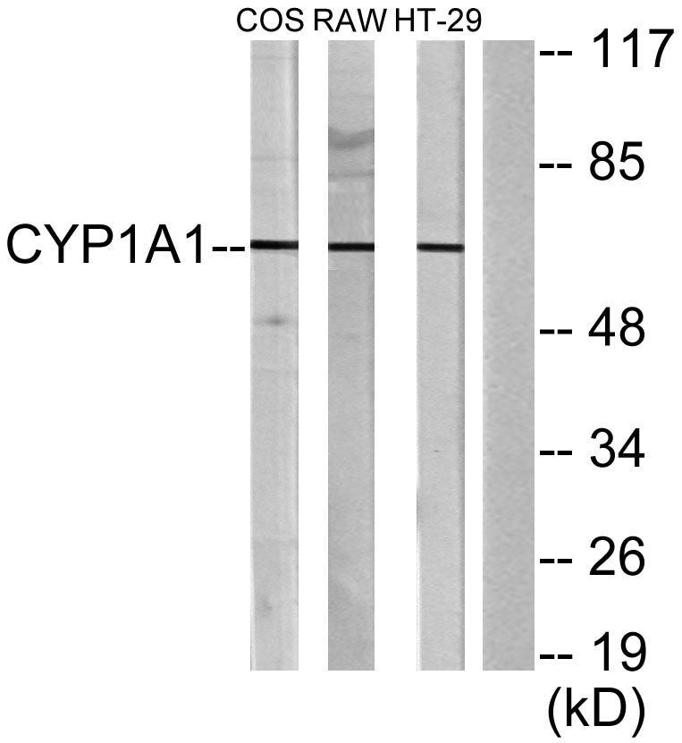 CYP1A1/2 Rabbit Polyclonal Antibody
