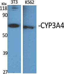 CYP3A4 Rabbit Polyclonal Antibody