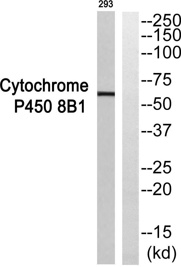 CYP8B1 Rabbit Polyclonal Antibody
