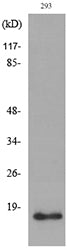 CyPA Rabbit Polyclonal Antibody