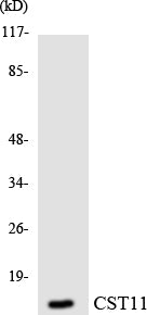 Cystatin 11 Rabbit Polyclonal Antibody