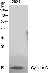 Cystatin C Rabbit Polyclonal Antibody