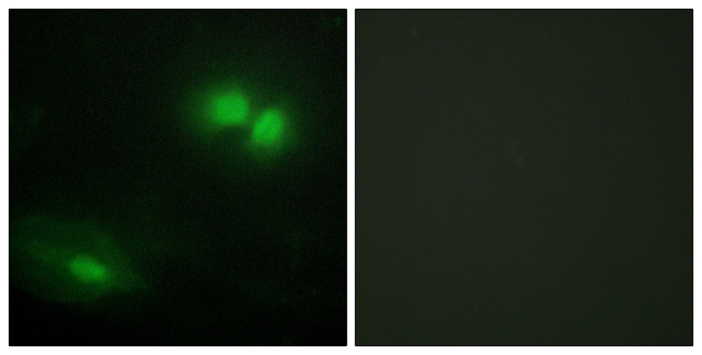 Daxx Rabbit Polyclonal Antibody