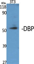 DBP Rabbit Polyclonal Antibody