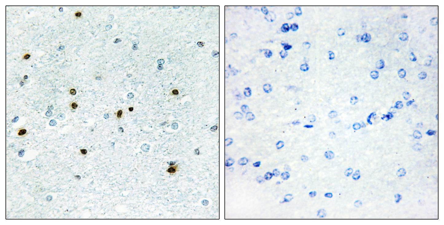 DCAMKL3 Rabbit Polyclonal Antibody