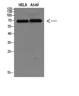 DCT Rabbit Polyclonal Antibody