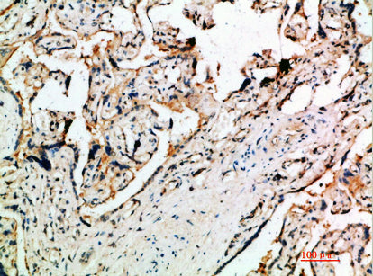 DDT Rabbit Polyclonal Antibody