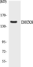 DDX8 Rabbit Polyclonal Antibody