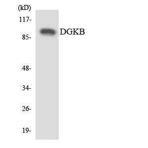 DGK-β Rabbit Polyclonal Antibody