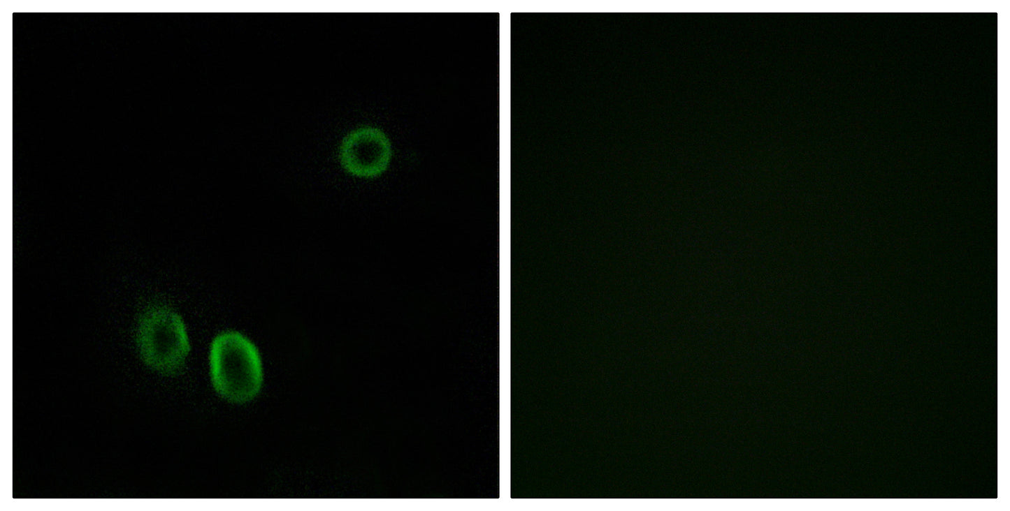 D-GPCR Rabbit Polyclonal Antibody