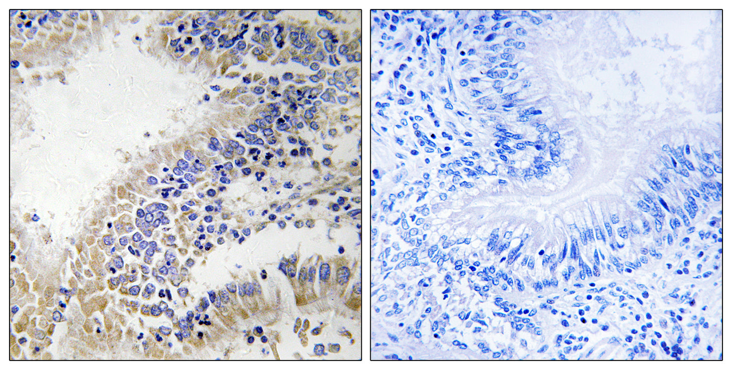 DHODH Rabbit Polyclonal Antibody