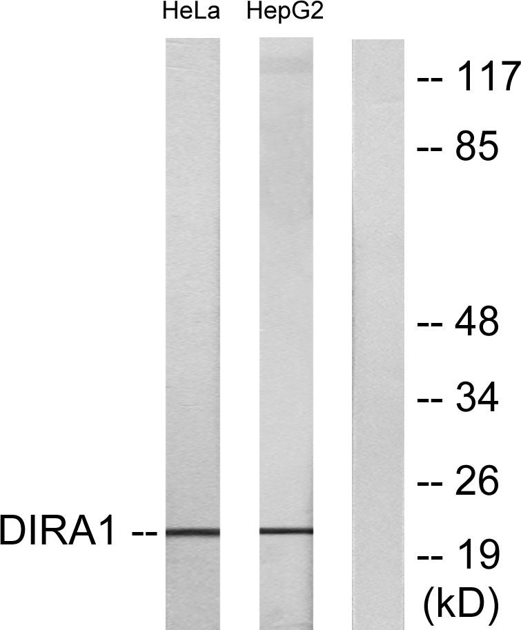 Di-Ras1 Rabbit Polyclonal Antibody
