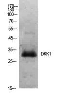 Dkk-1 Rabbit Polyclonal Antibody