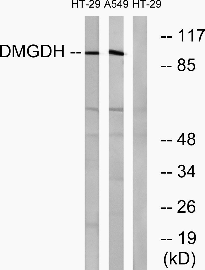 DMGDH Rabbit Polyclonal Antibody