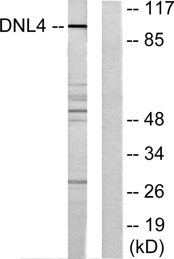 DNA Ligase IV Rabbit Polyclonal Antibody
