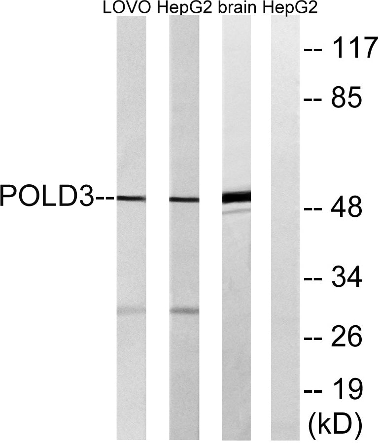 DNA pol δ3 Rabbit Polyclonal Antibody