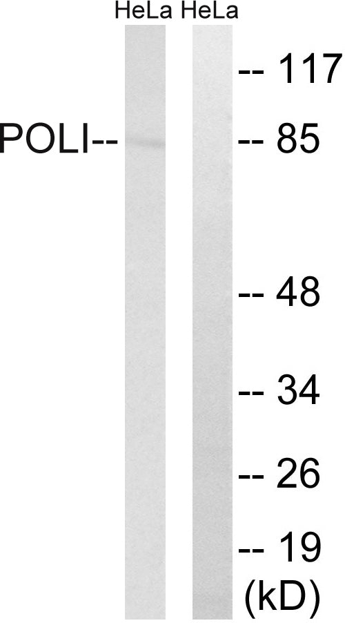DNA pol ι Rabbit Polyclonal Antibody