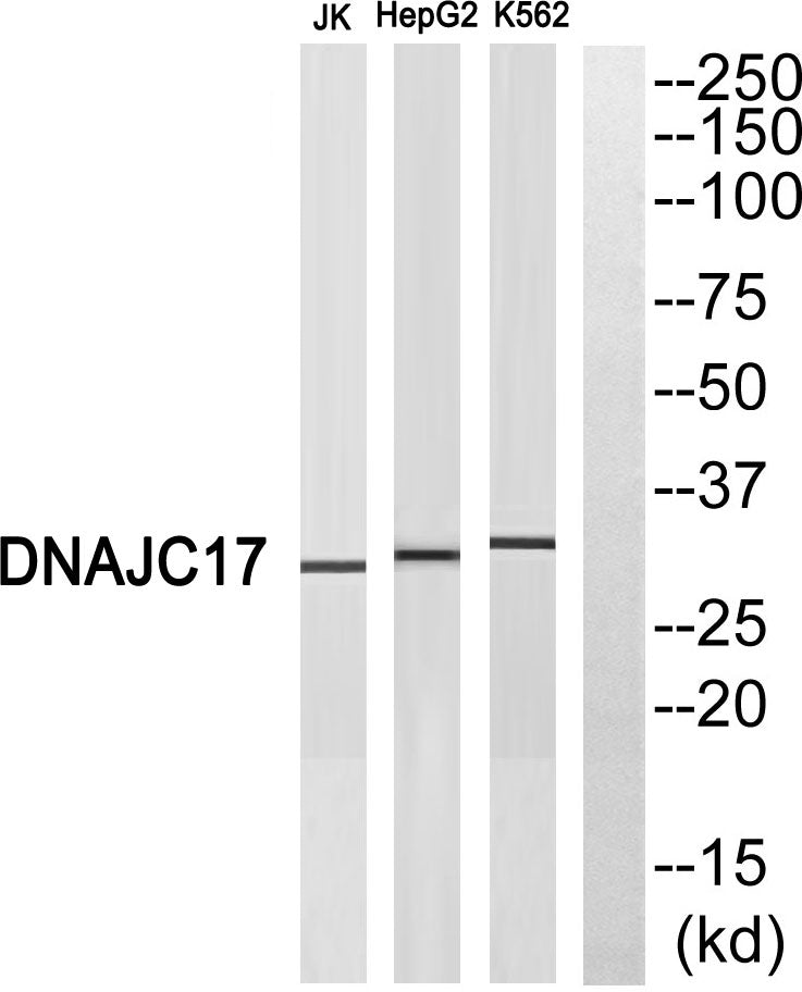 DnaJC17 Rabbit Polyclonal Antibody