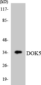 Dok-5 Rabbit Polyclonal Antibody