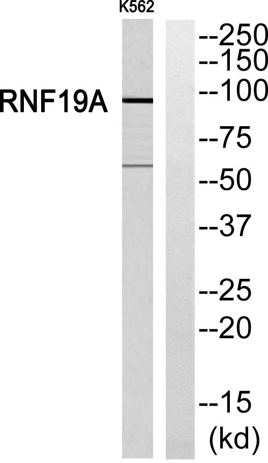 Dorfin Rabbit Polyclonal Antibody