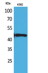 DR3 Rabbit Polyclonal Antibody