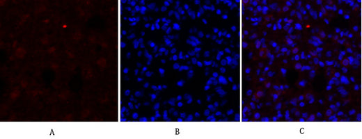 DRP1 Rabbit Polyclonal Antibody