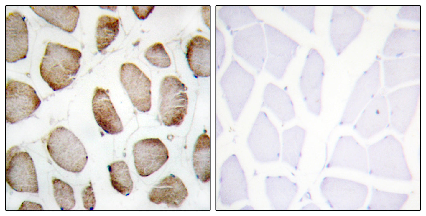 DUS2L Rabbit Polyclonal Antibody
