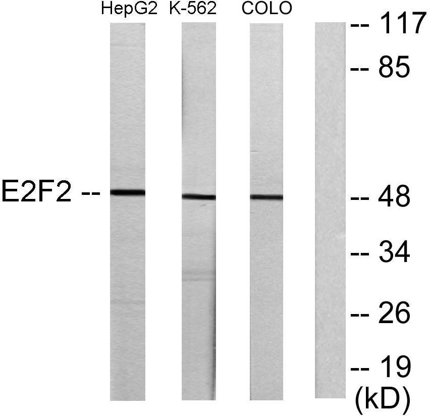 E2F-2 Rabbit Polyclonal Antibody