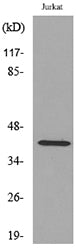 E2F-4 Rabbit Polyclonal Antibody