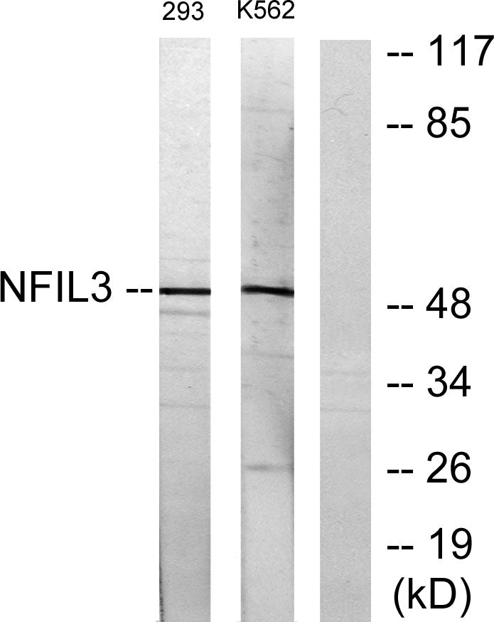 E4BP4 Rabbit Polyclonal Antibody