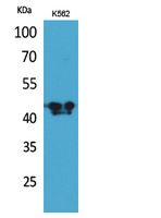 ECA39 Rabbit Polyclonal Antibody