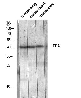 EDA Rabbit Polyclonal Antibody