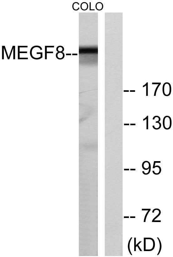 EGFL4 Rabbit Polyclonal Antibody