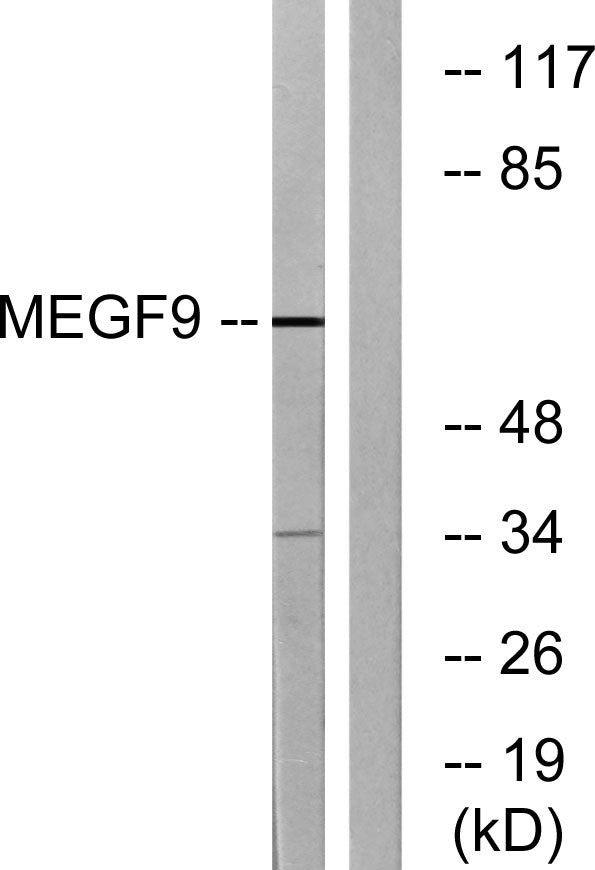 EGFL5 Rabbit Polyclonal Antibody