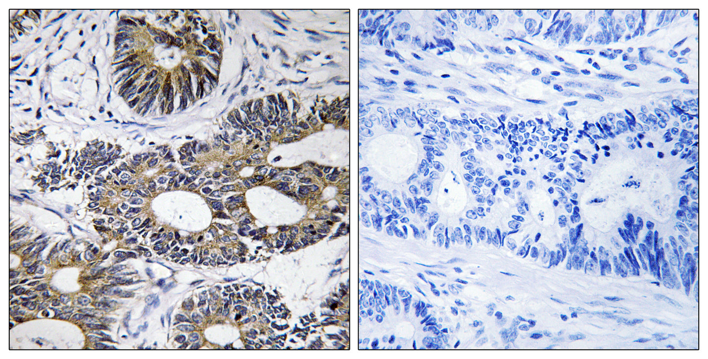eIF1AY Rabbit Polyclonal Antibody