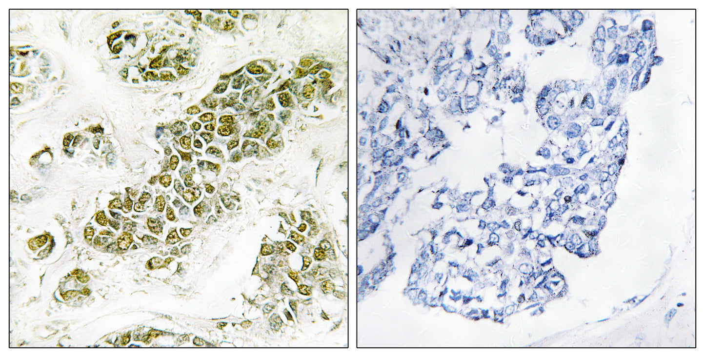 eIF2α Rabbit Polyclonal Antibody