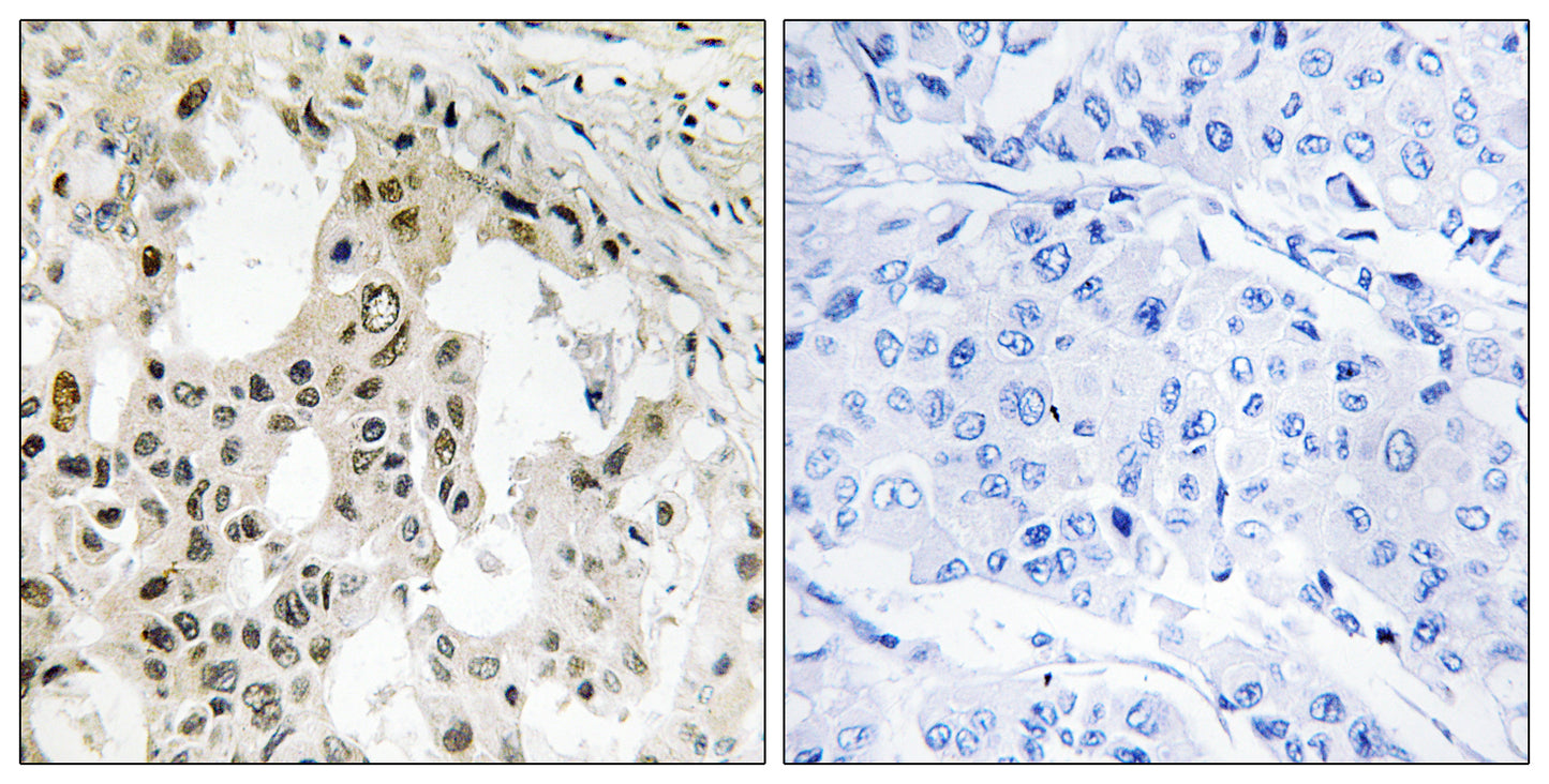 eIF3ζ Rabbit Polyclonal Antibody