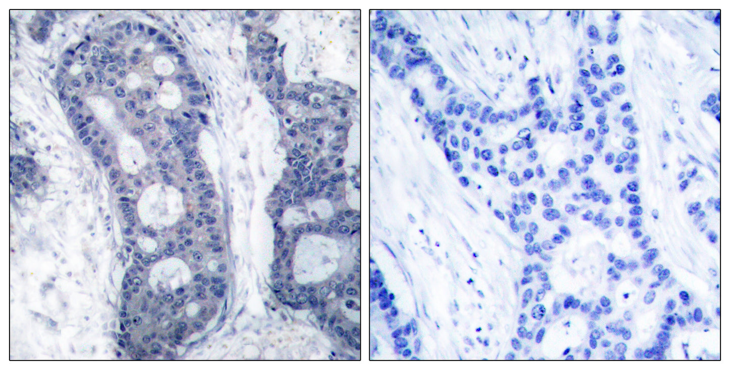 eIF4E Rabbit Polyclonal Antibody