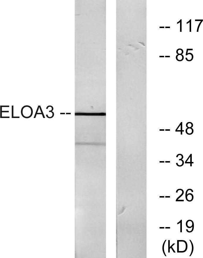Elongin A3 Rabbit Polyclonal Antibody