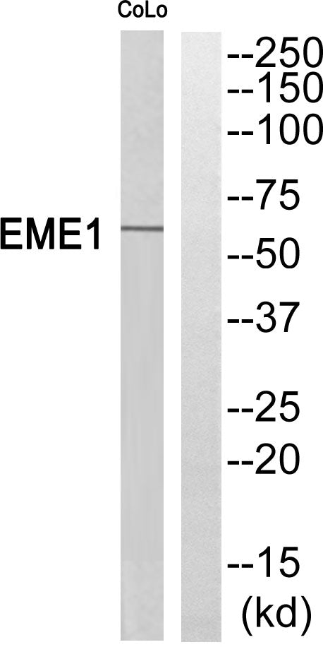 Eme1 Rabbit Polyclonal Antibody