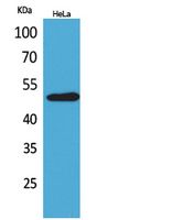 EMMPRIN Rabbit Polyclonal Antibody