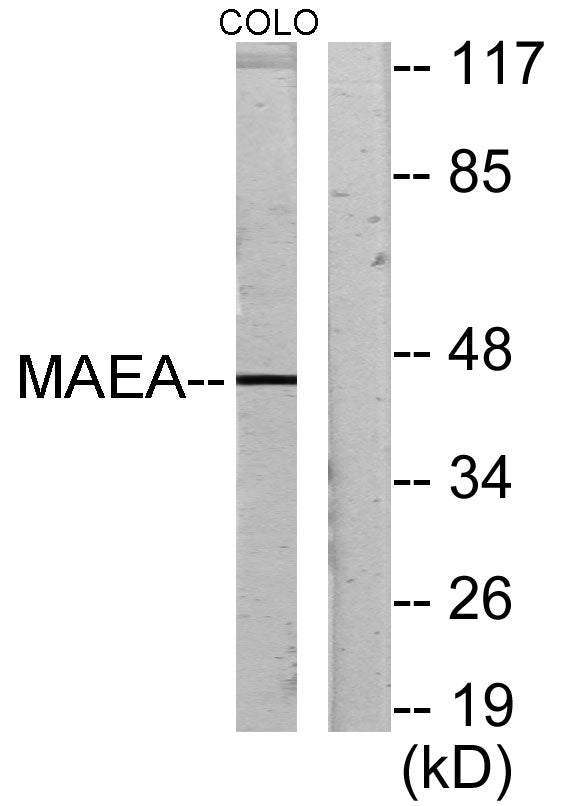 Emp Rabbit Polyclonal Antibody