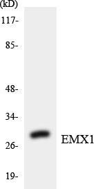 Emx1 Rabbit Polyclonal Antibody