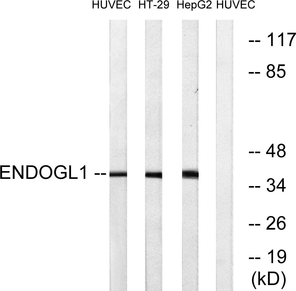 Endo G-L1 Rabbit Polyclonal Antibody