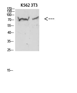 Endoglin Rabbit Polyclonal Antibody
