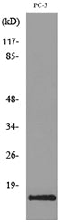 Eotaxin-3 Rabbit Polyclonal Antibody