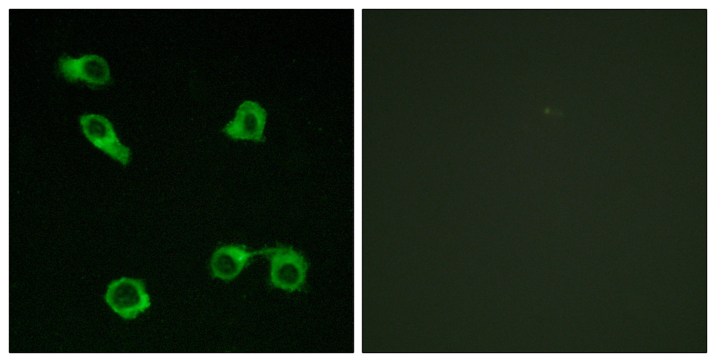 EP3 Rabbit Polyclonal Antibody