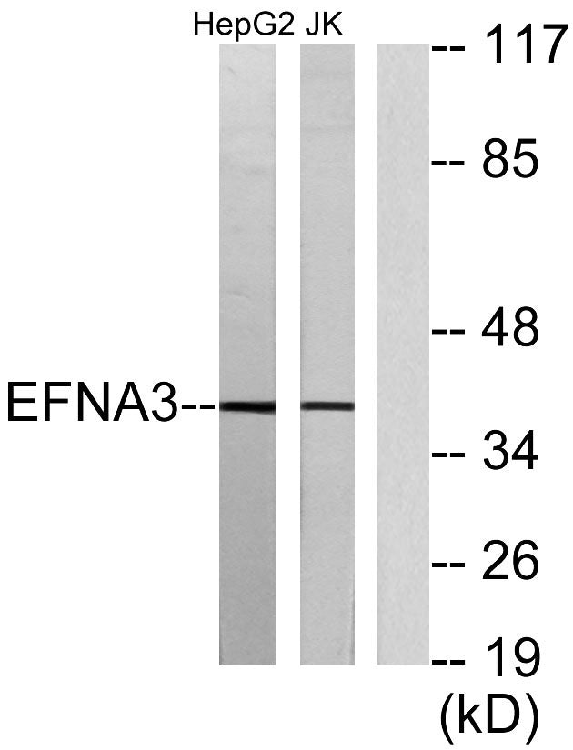 Ephrin-A3 Rabbit Polyclonal Antibody