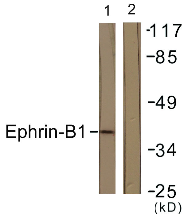 Ephrin-B1 Rabbit Polyclonal Antibody