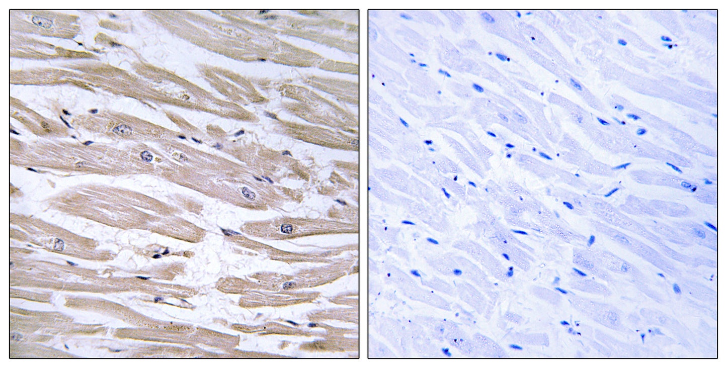 ERdj3 Rabbit Polyclonal Antibody